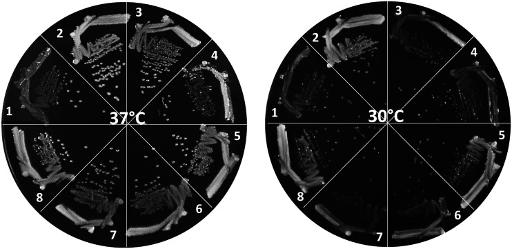 FIG 2