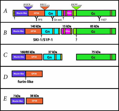 FIG. 1.