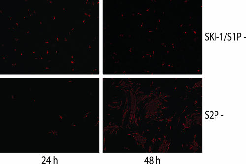 FIG. 2.