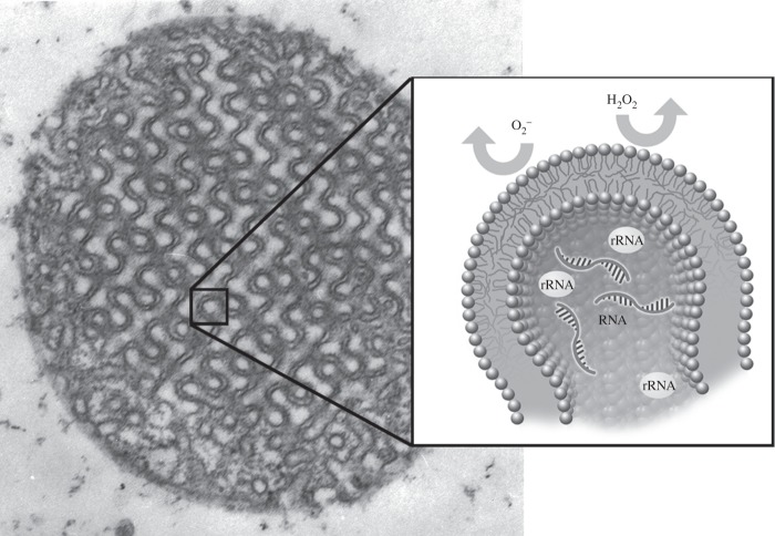 Figure 3.