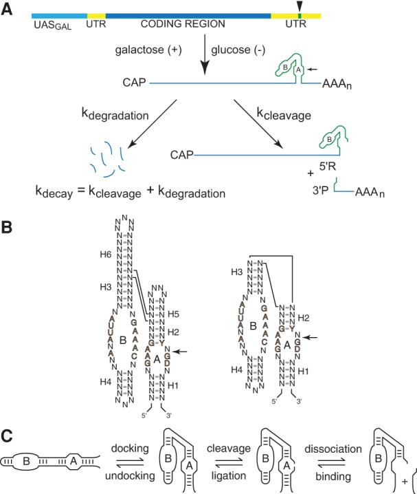 FIGURE 1.