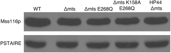 FIGURE 2.