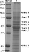 FIG. 1.