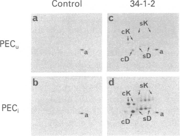 graphic file with name pnas00631-0297-a.jpg