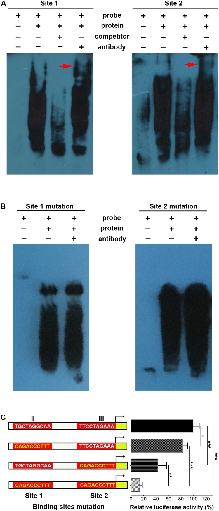 FIGURE 4