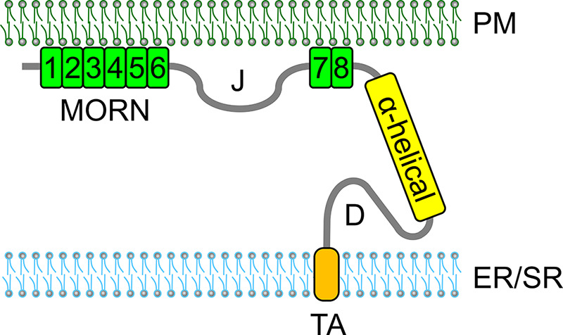 FIGURE 1.