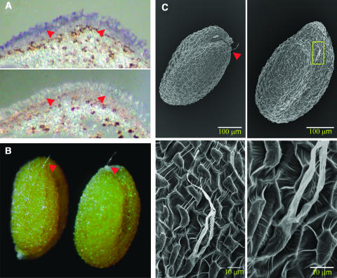 Figure 6.