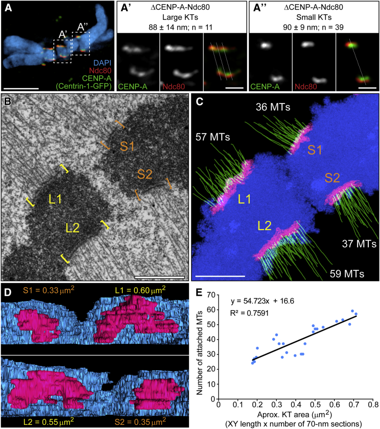 Figure 2