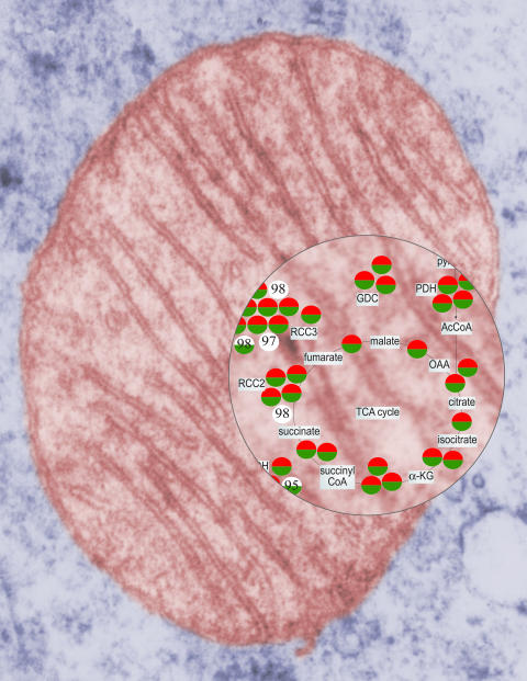 Zooming in on mitochondria (Image by Peter Seibel, design by Shayna Roosevelt)