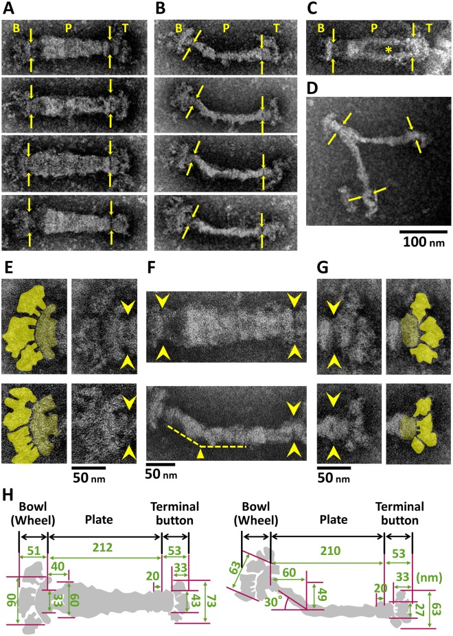 Fig 2