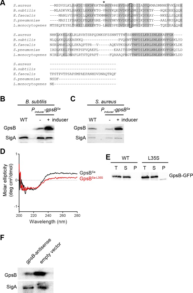 Figure 1—figure supplement 1.