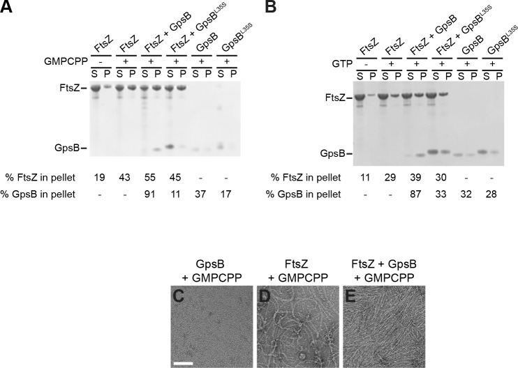 Figure 6—figure supplement 1.