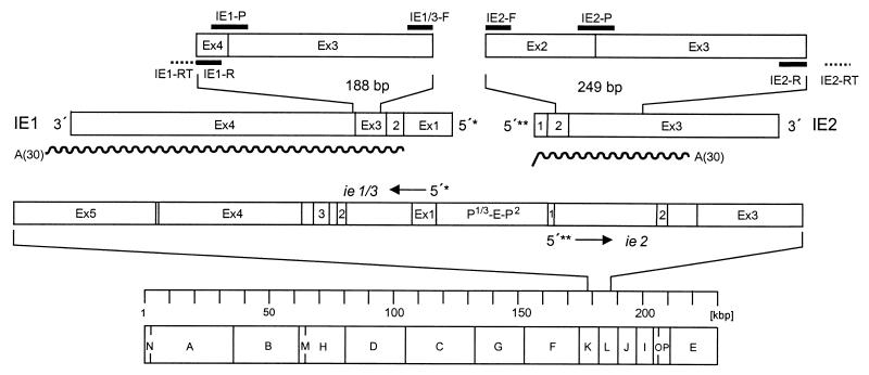 FIG. 1