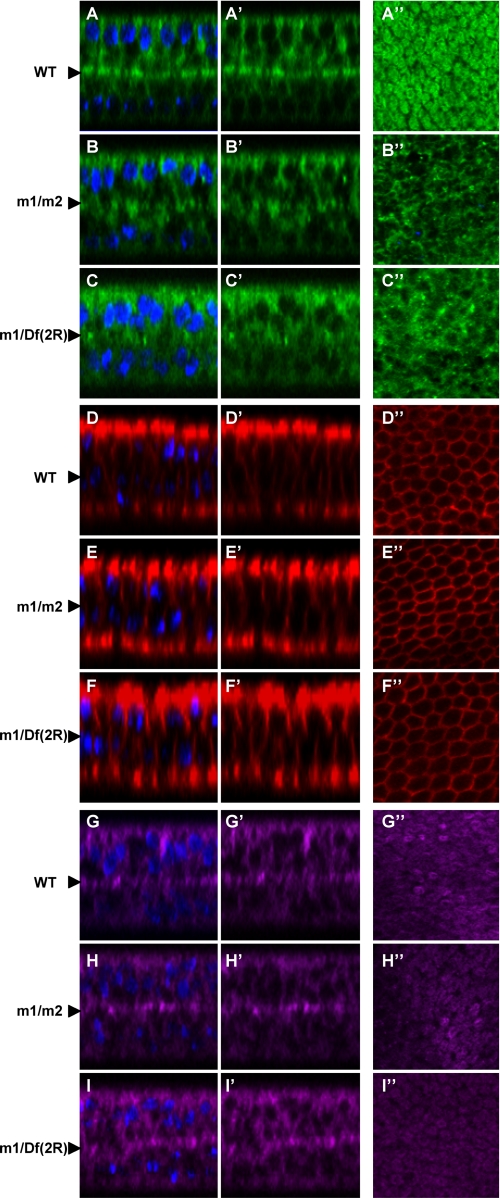 FIGURE 4.