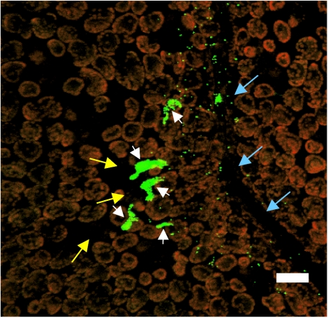 FIG. 4.