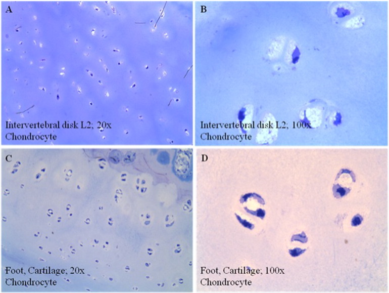 Fig. 9