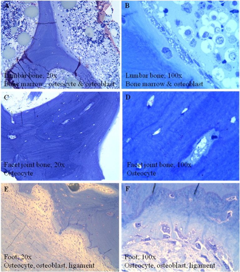 Fig. 10