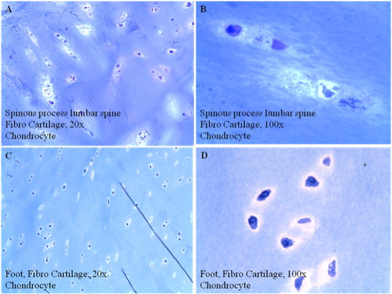 Fig. 7