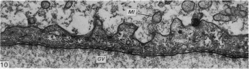 Fig. 10