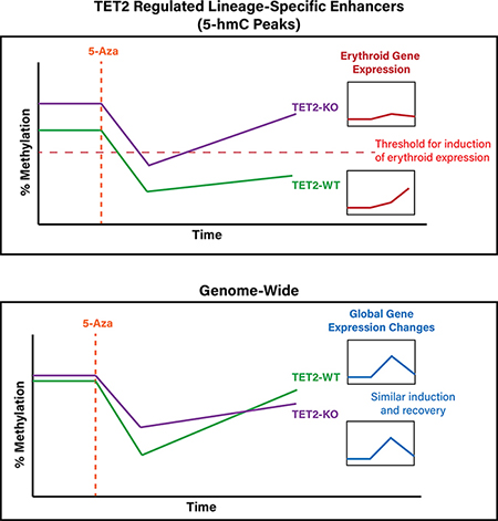 graphic file with name nihms-1645740-f0007.jpg