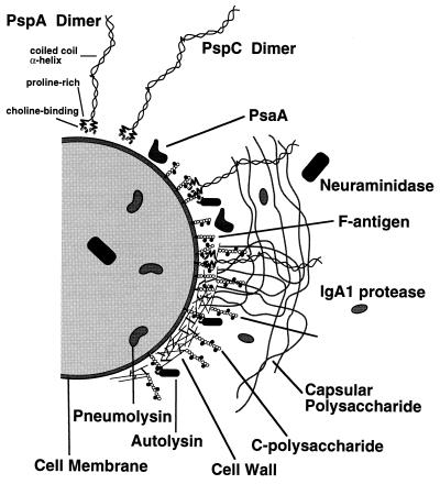 FIG. 1