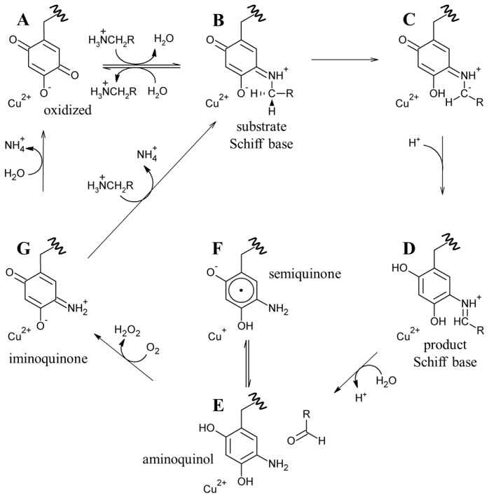 Scheme 4