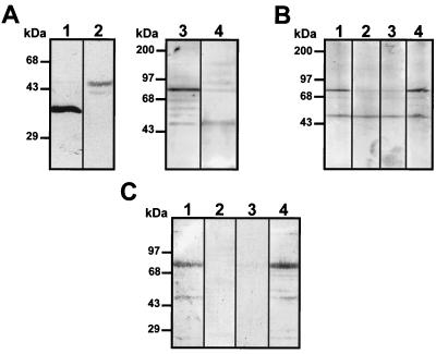 FIG. 6