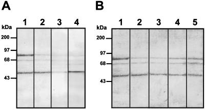 FIG. 5