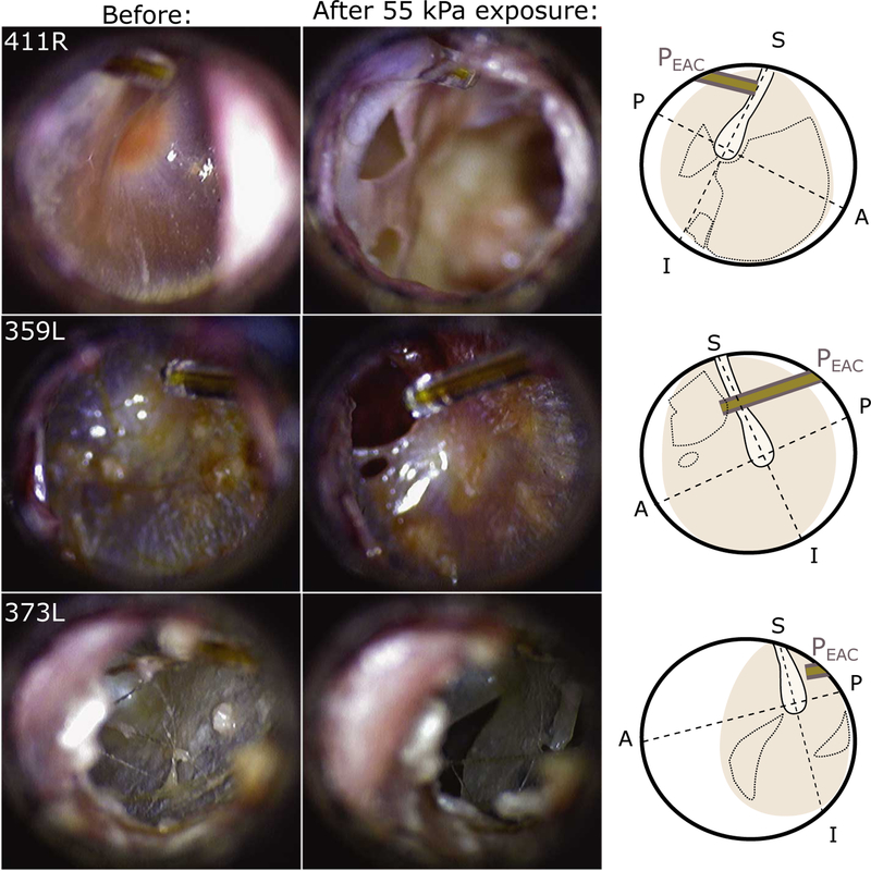 Fig. 5: