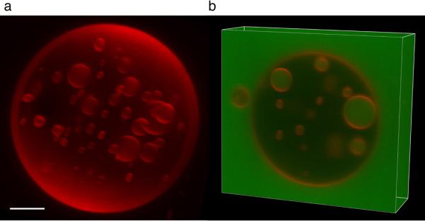 Fig. 3