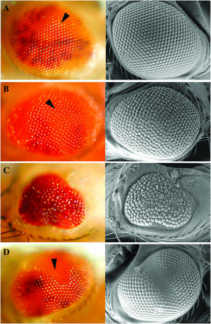 Figure 2.—