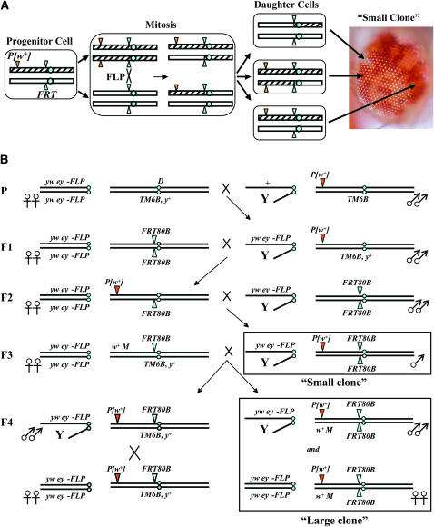 Figure 1.—