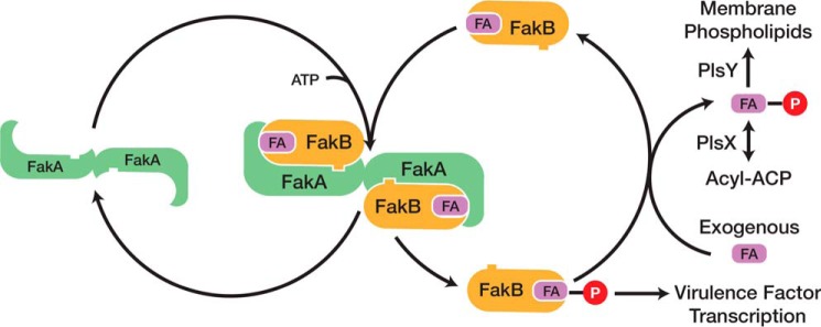 FIGURE 1.