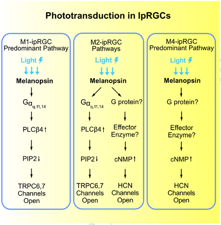 graphic file with name nihms-1506686-f0001.jpg