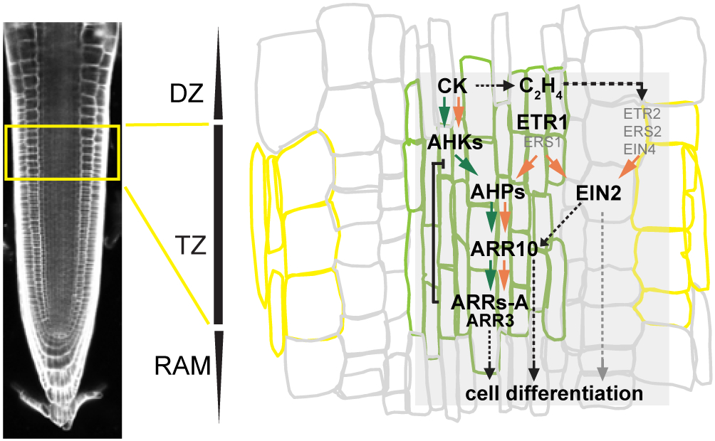 Figure 7.