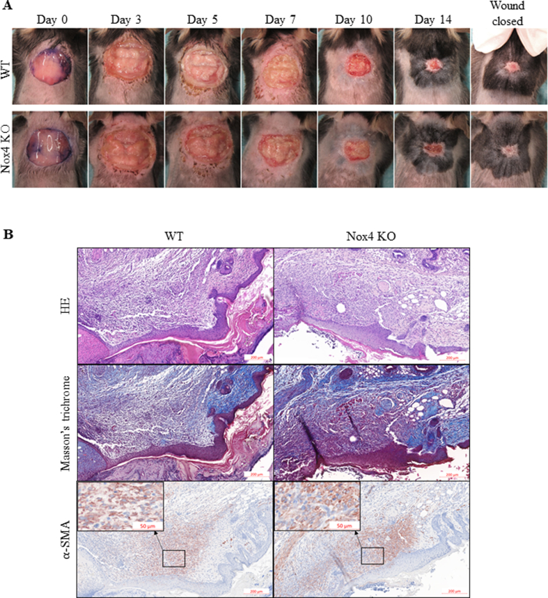 Supplementary Fig. 1