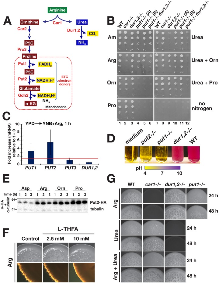 Fig 4