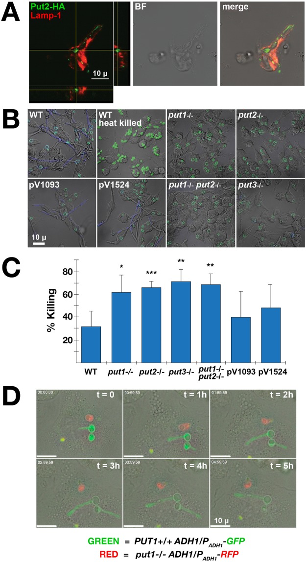 Fig 6