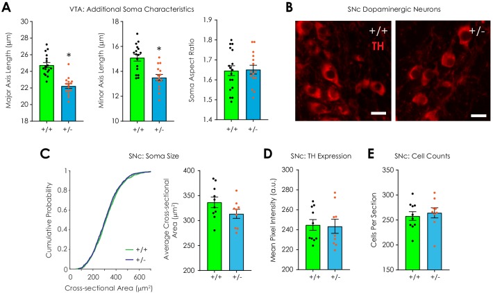 Figure 2—figure supplement 1.