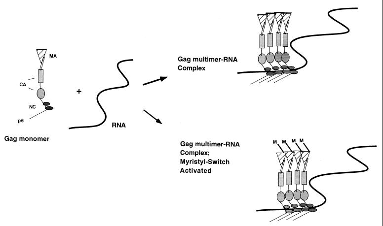 FIG. 8