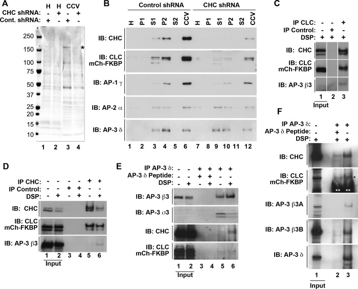 FIGURE 1: