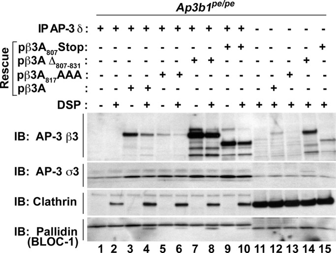 FIGURE 7: