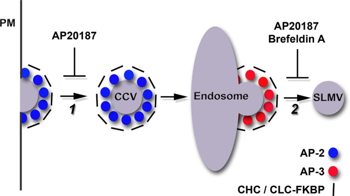 FIGURE 4: