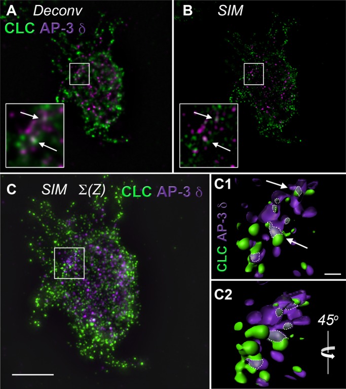 FIGURE 2: