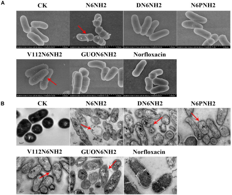 FIGURE 4