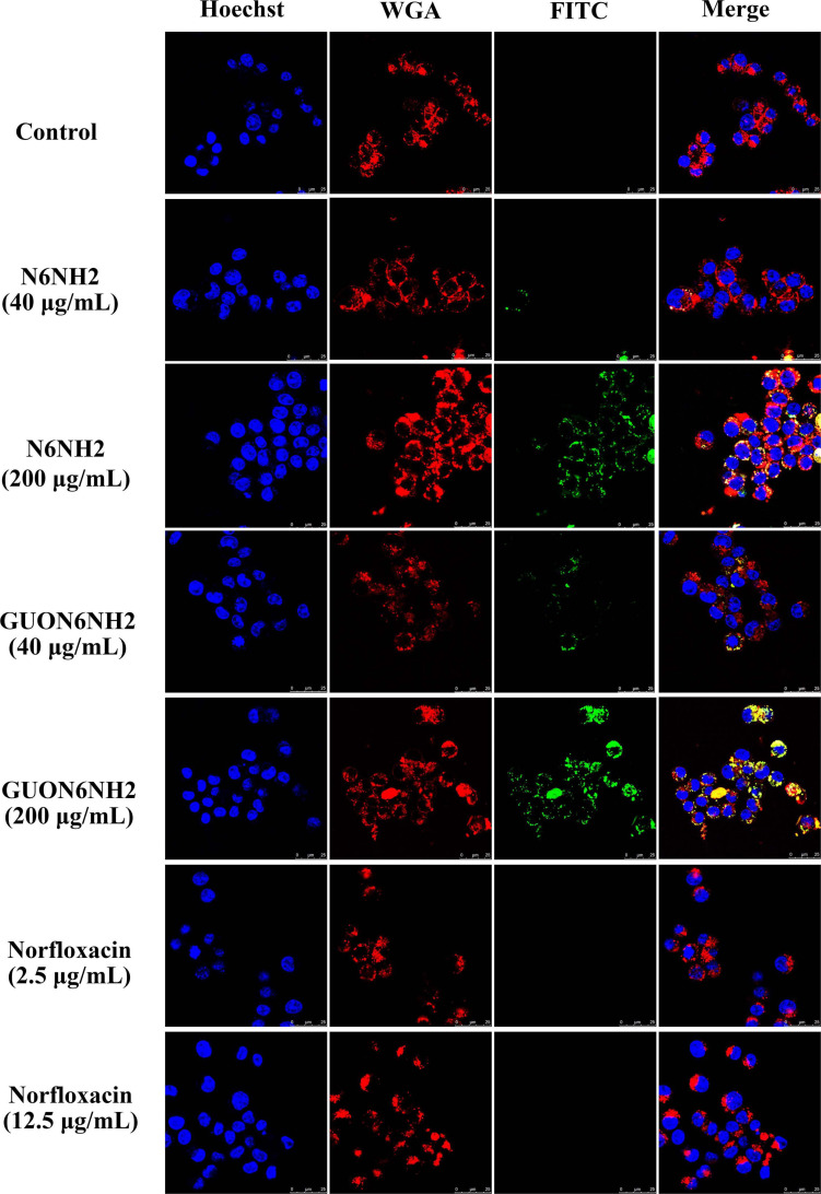 FIGURE 6