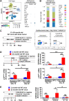 Figure 4. Cellular identification in the brain of young and older adult mice with an intracranial tumor and after treatment with radiotherapy (RT) and PD-1 mAb or dasatinib and quercetin. A, UMAP analysis for scRNA-seq analysis of the extratumoral brain for young 7-week-old and old 85-week-old C57BL/6 mice with intracranial CT-2A to visualize populations of cells including astrocytes (Astro), B cells, choroid plexus epithelial cells (CPC), EC, ependymocytes (EPC), ImmN, MAC, MG, neutrophils (Neut), OLG, OPCs, T cells, and mNeur. Among these cell populations, the relative frequency of p16INK4A+ expression is shown. B, Of the total number of cells from the identified cellular populations, each one is demonstrated as a proportion of the total for the extratumoral brain from young and old mice with a brain tumor. scRNA-seq data represent the pooled analysis of 2 mice/group. C, 21- to 28-month-old C57BL/6 mice with intracranial GL261 were treated with dasatinib (5 mg/kg) and quercetin (50 mg/kg), Monday–Friday, for 2 weeks beginning on Day 7 post i.c. Extratumoral brain isolation occurred on Day 20 after tumor cell injection and flow cytometric analysis for beta-galactosidase in cells positive for oligodendrocyte marker O1 (Olig) and negative for GFAP and TMEM119 are shown. A flow cytometry contour plot is shown for one mouse that represents the outcomes for each group (n = 3 mice/group). D, 8-week-old (blue) and 90-week-old (red) C57BL/6 mice with intracranial GL261 were treated with 2 Gy radiation (RT) x 5 days total and one 500-μg loading dose followed by three 100-μg maintenance doses of anti–PD-1 mAb beginning at day 14 after tumor cell injection. Extratumoral brain and brain tumor samples were collected on days 15 and 25 posttreatment for RT-PCR analysis of CDKN2A, p16INK4A, and p19ARF. E, 8-week-old (blue) and 90-week-old (red) C57BL/6 mice were intracranially injected with GL261 cells and treated with or without dasatinib (D; 5 mg/kg) and quercetin (Q; 50 mg/kg) on days 9, 10, 11, 14, 15, and 16 post-engraftment. Extratumoral brain and brain tumor samples were collected for quantitative gene expression analysis of CDKN2A. *, P < 0.05; **, P < 0.01; ***, P < 0.001; ns, not significant
