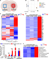 Figure 3. Gene expression profiling of the extratumoral brain for young and older adult mice with or without a brain tumor. A, Schematic representation of how the extratumoral (left brain hemisphere) and intratumoral (right brain hemisphere when indicated) compartments are defined within the same brain. B, PCA of the naïve or extratumoral brain from C57BL/6 mice at: 2 months of age without a brain tumor (green), 2 months of age with a brain tumor (yellow), 23 months of age without a brain tumor (red), and 23 months of age with a brain tumor (blue). C, Global RNA-seq heat map of the samples shown in B. D, Gene expression associated with p53, senescence, and SASP pathways/products. E, The brain from 2-month-old and 23-month-old mice with intracranial GL261 was isolated from naïve mice or at 7 (n = 5), 14 (n = 5), or 21 (n = 5) days post-intracranial injection (i.c.) for RT-PCR analysis of the intra- and extratumoral tissues for CDKN2A. F, Gene expression associated with immune-related pathways/products. **, P < 0.01; ***, P < 0.001. (A, Created with BioRender.com.)
