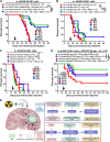 Figure 5. Evaluation of LTS after treatment with immunotherapy and/or senescent cell eradication strategies in young or older adult mice with a brain tumor. A, 2- and (B) 18-month-old C57BL/6 WT mice were intracranially engrafted with 50,000 GL261 cells and treated with either (i) IgG control antibodies and empty OraPlus (red circle), (ii) 5 mg/kg dasatinib (D) and 50 mg/kg quercetin (Q), (iii) 2 Gy x 5 days radiotherapy (RT), one 500-μg loading dose followed by three 100-μg maintenance doses of anti–PD-1 mAb (clone J43), and 100 mg/kg IDO1 enzyme inhibitor (IDO1i; BGB-7204) x 5 days/week for up to 4 weeks total, or (iv) the combination of D, Q, RT, anti–PD-1 mAB and IDOi, beginning at day 14 post-5×104 GL261 cell injection per the dosing schedule described in Supplementary Fig. S4. C, 20- to 22-month-old WT mice were intracranially engrafted with 5×104 GL261 cells and treated with either (i) vehicle control, (ii) D and Q, (iii) 2 Gy x 5 days RT and 33 mg/kg TMZ, or the combination of D, Q, RT, and TMZ beginning at day 14 post-5×104 GL261 cell injection. D, 3- to 5- and 19- to 23-month-old WT and INK-ATTAC (C57BL/6 background) mice began treatment with 10 mg/kg AP20187×2 to 3 days/week at day -21 prior to intracranial engraftment with 5×103 GL261 cells. Mice were then further treated with 2 Gy x 5 days RT, one 500-μg loading dose followed by three 100-μg maintenance doses of anti–PD-1 mAb (clone J43), and 100 mg/kg IDO1 enzyme inhibitor IDOi beginning at day 14 post–tumor cell injection. E, Schematic representation of the findings reported in this manuscript. *, P < 0.05; ***, P < 0.001. (E, Created with BioRender.com.)