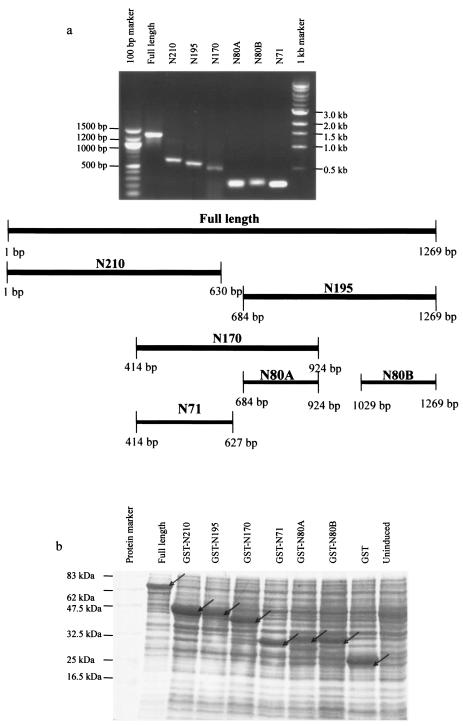 FIG. 1.